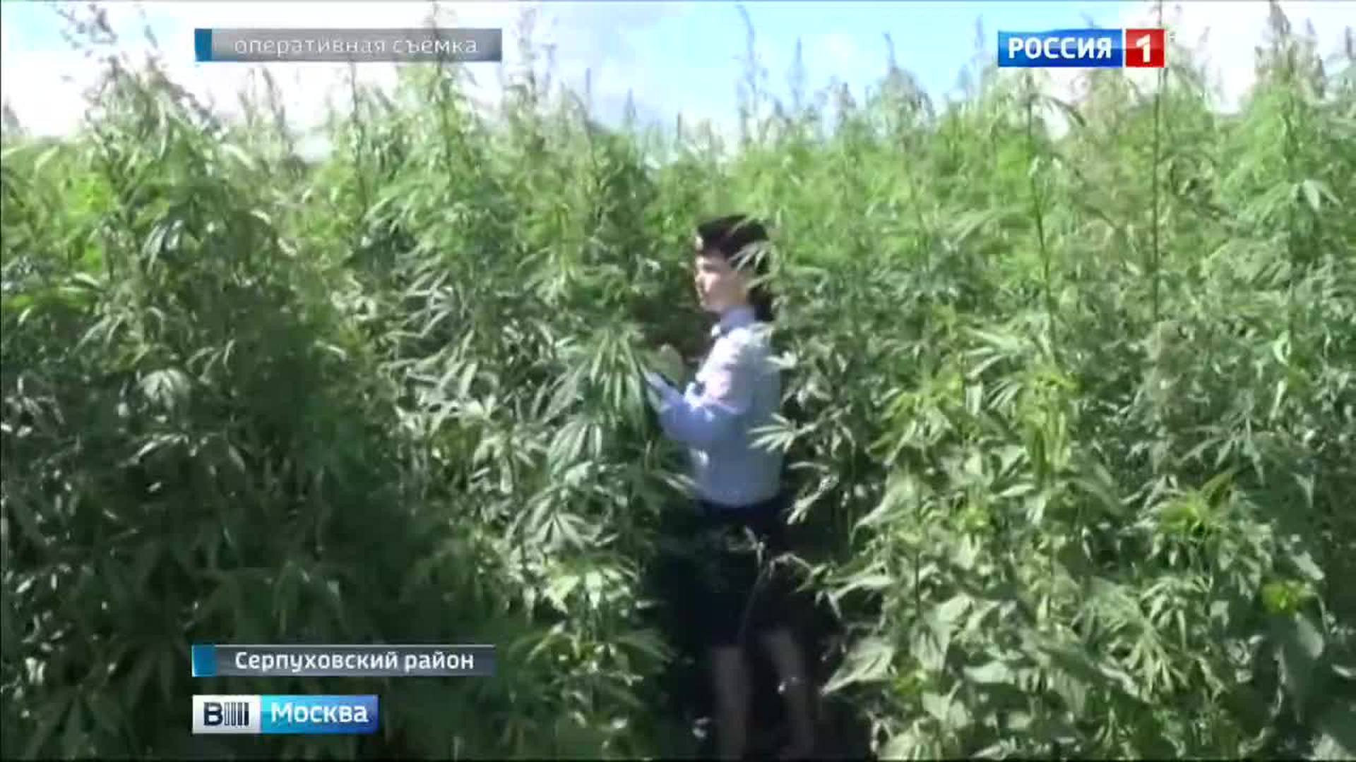 конопля серпухов
