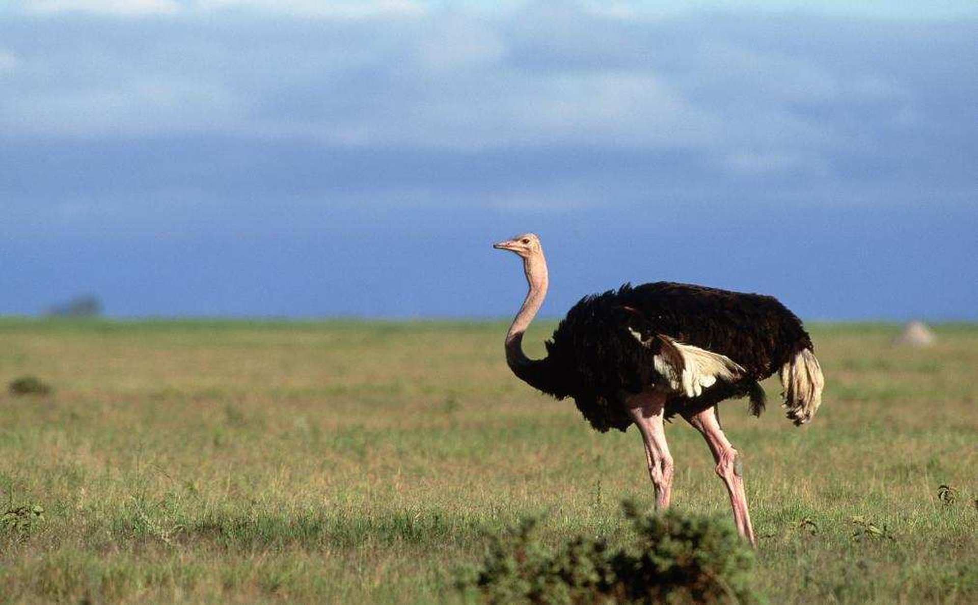 Самая большая птица в мире Африканский страус