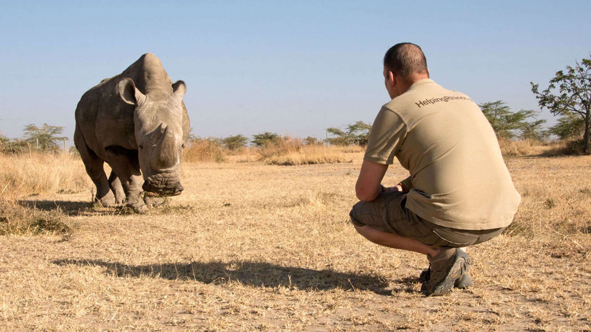 Белый носорог сколько осталось. Носорог. Белый носорог вымер. Люди истребляют животных. Вымирание диких животных.
