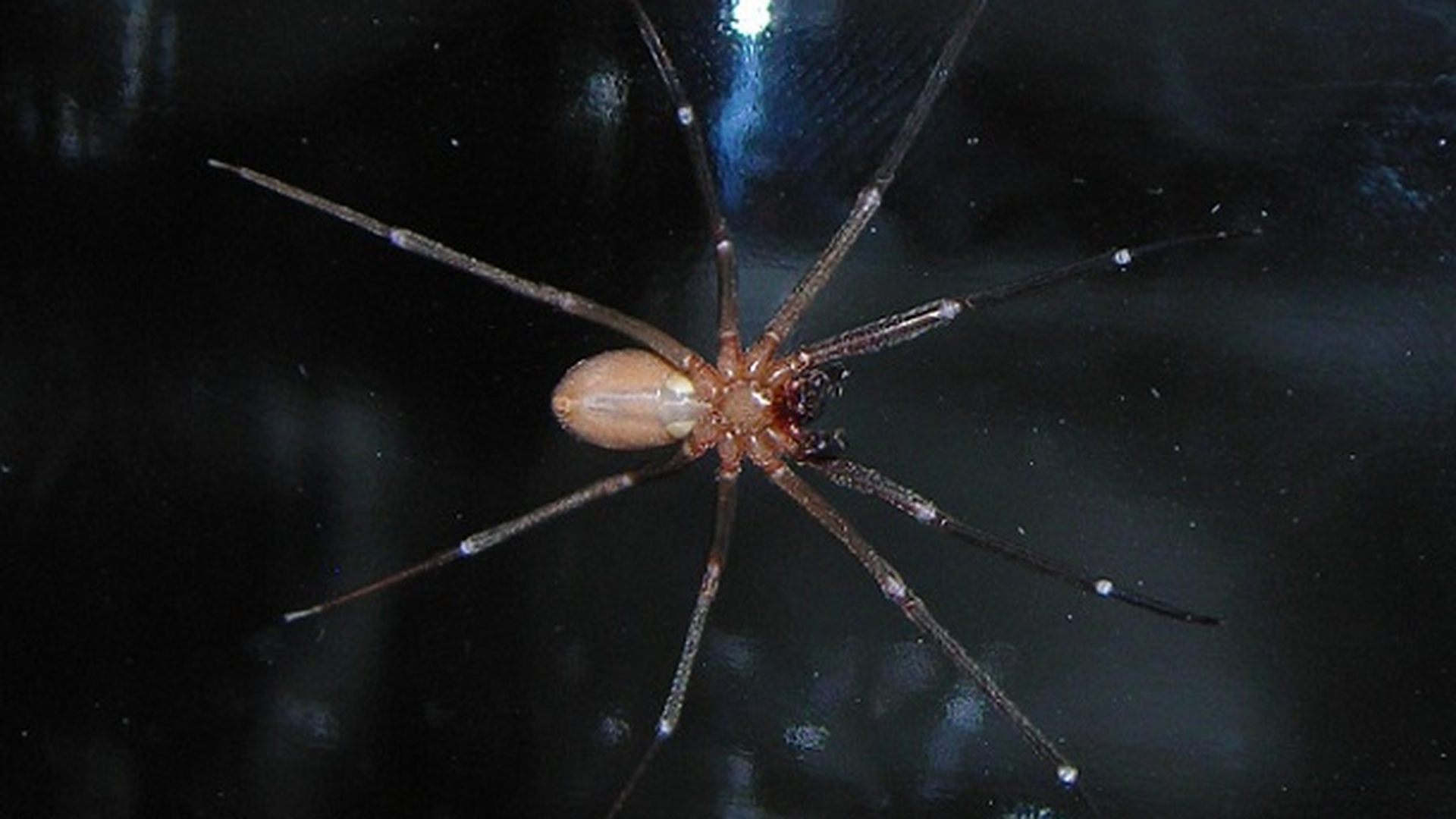 Фото паука отшельника