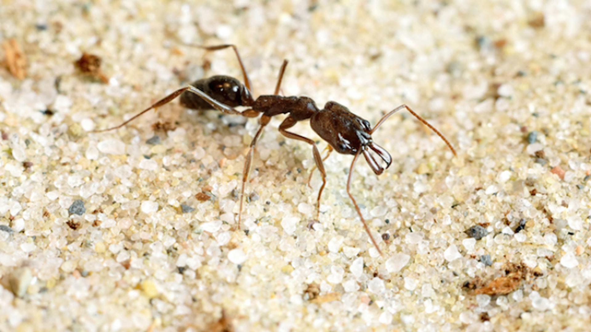 Белые муравьи фото