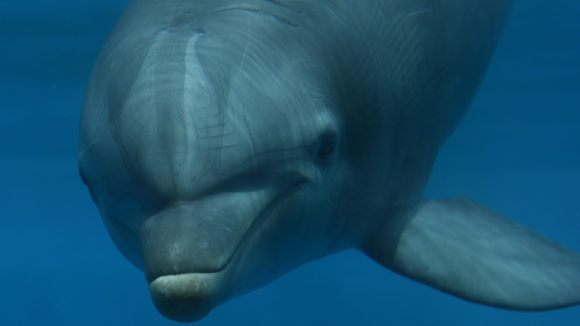 Дельфин боком
