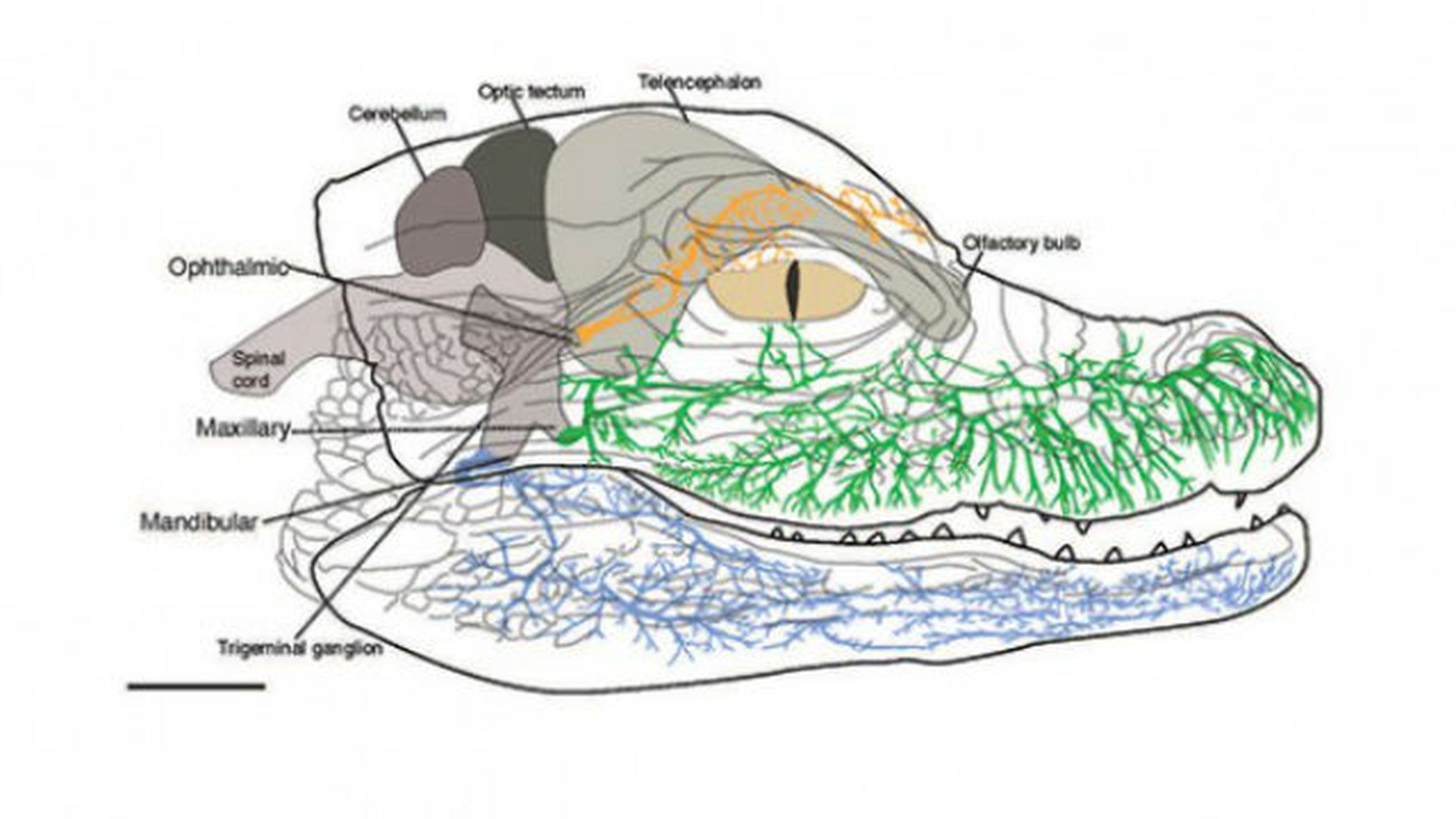 Особенности мозга пресмыкающихся. Строение головного мозга крокодила. Нервная система крокодила. Нервная система крокодила схема. Строение нервная системы у крокодила.