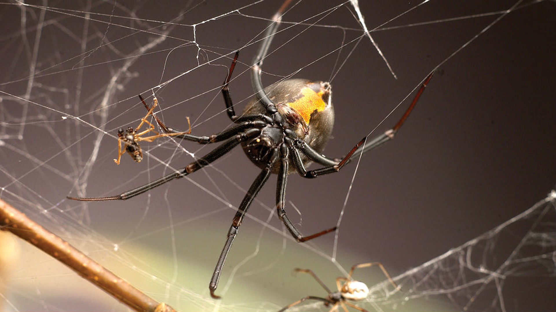 У пауков прикрепленный образ жизни. Паучиха самка паука. Красноспинный паук. Паучиха съедает паука. Пауки после спаривания.