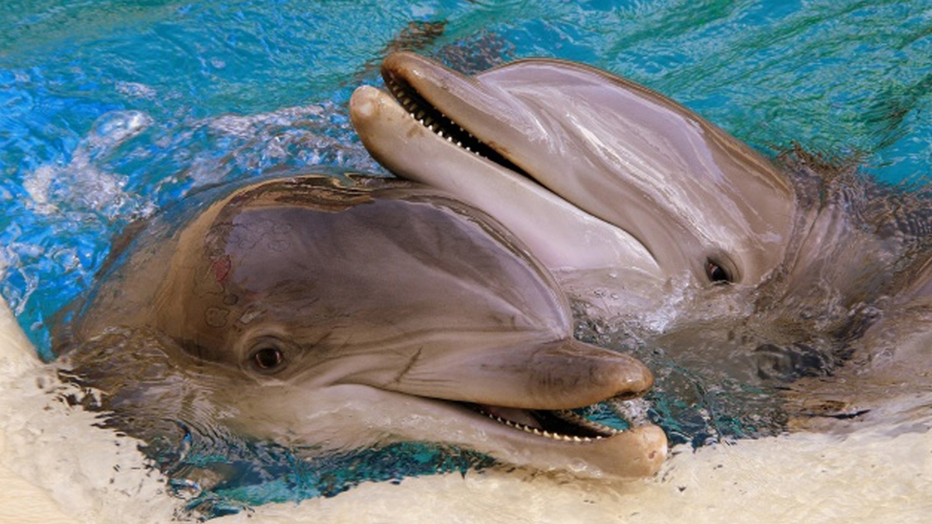 Усатый Дельфин