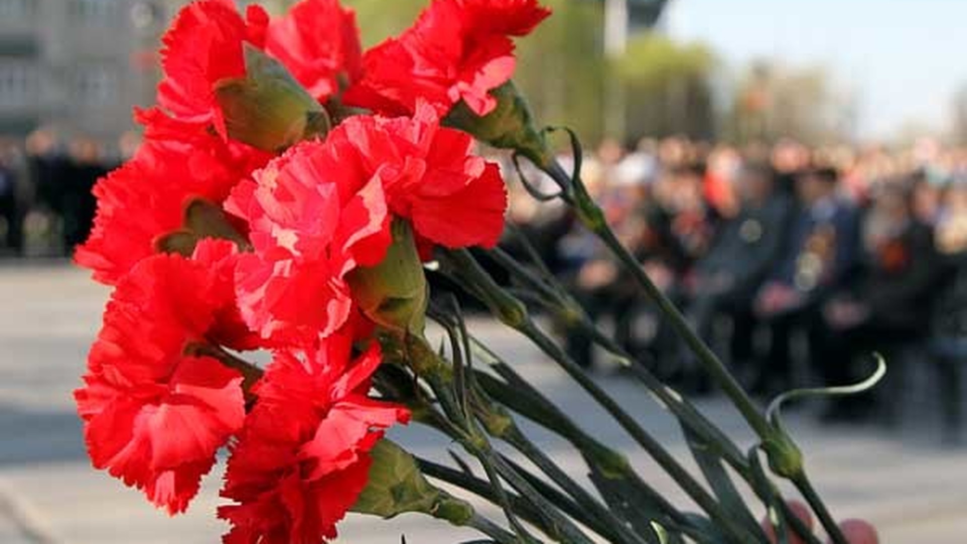 Красные цветы на день Победы