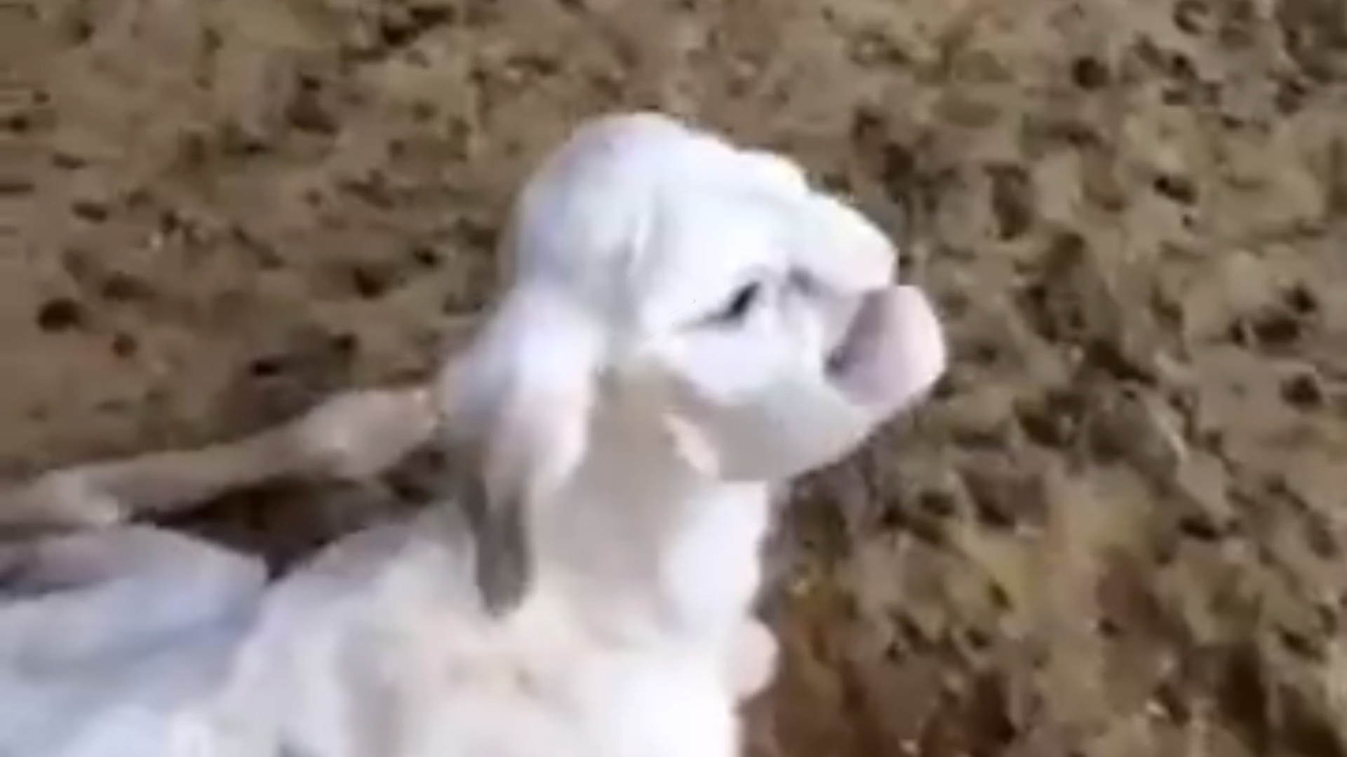 Ягненок с человеческим лицом