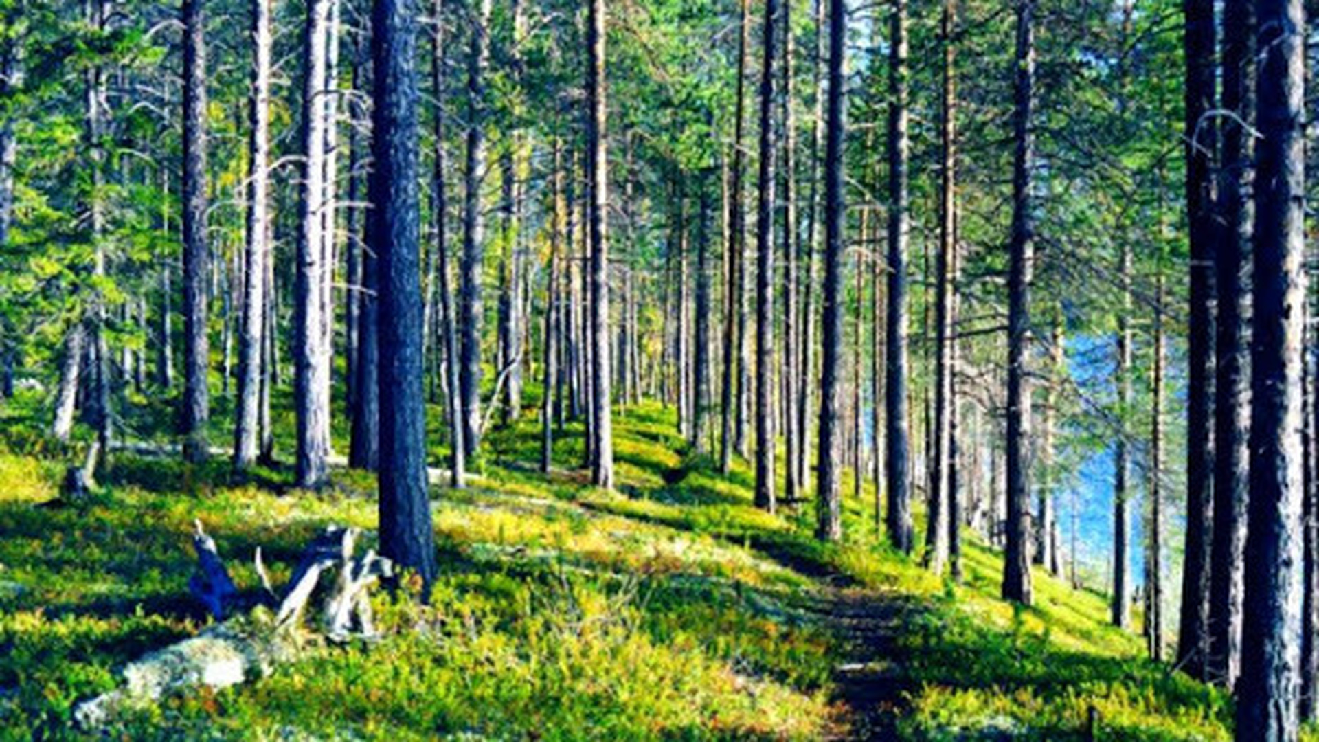 Мурманск заповедник леса
