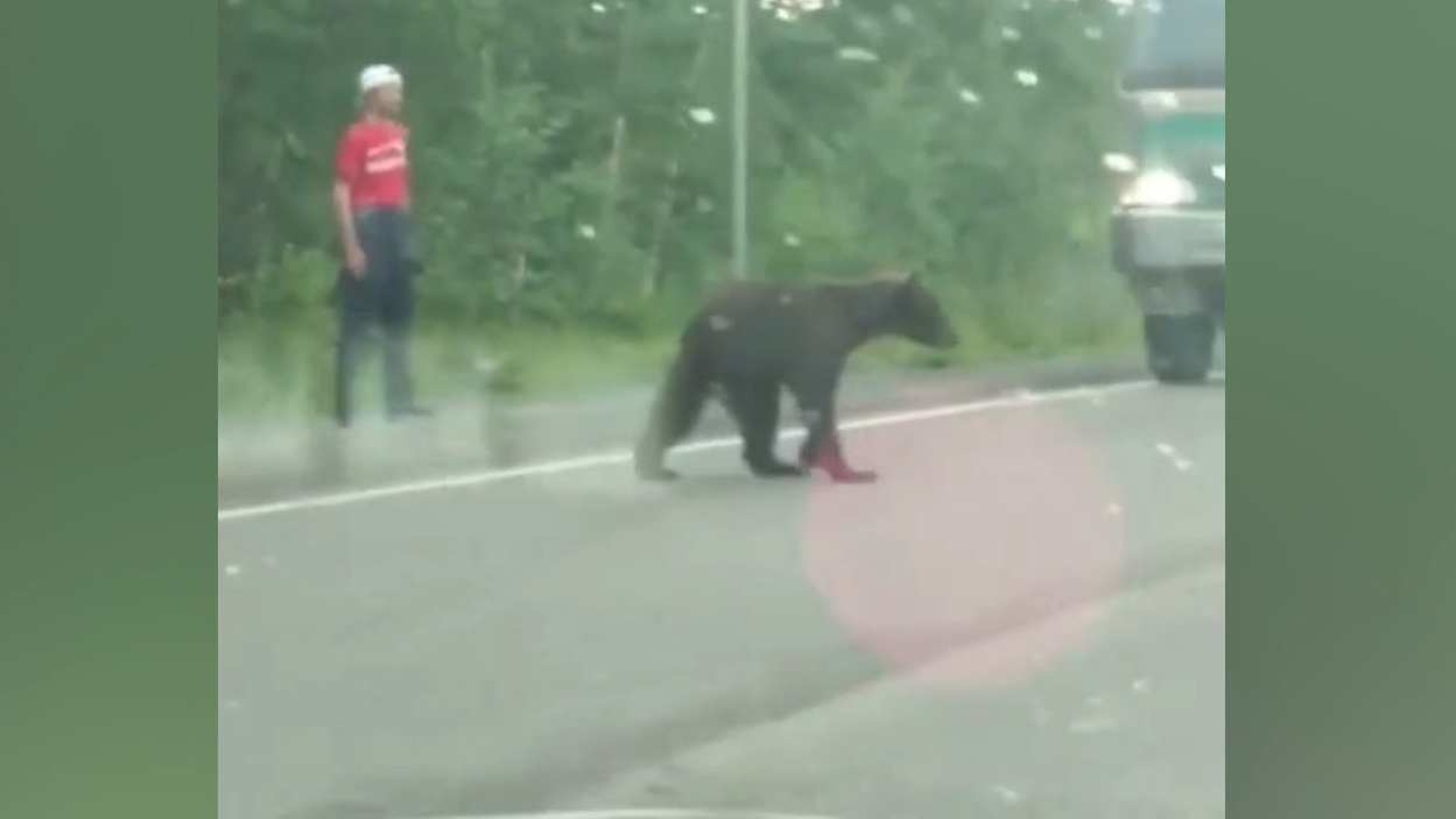 боксер убил медведя фото с места происшествия