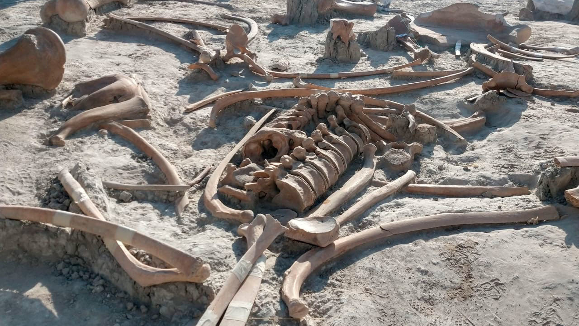 Скелет мамонта раскопки