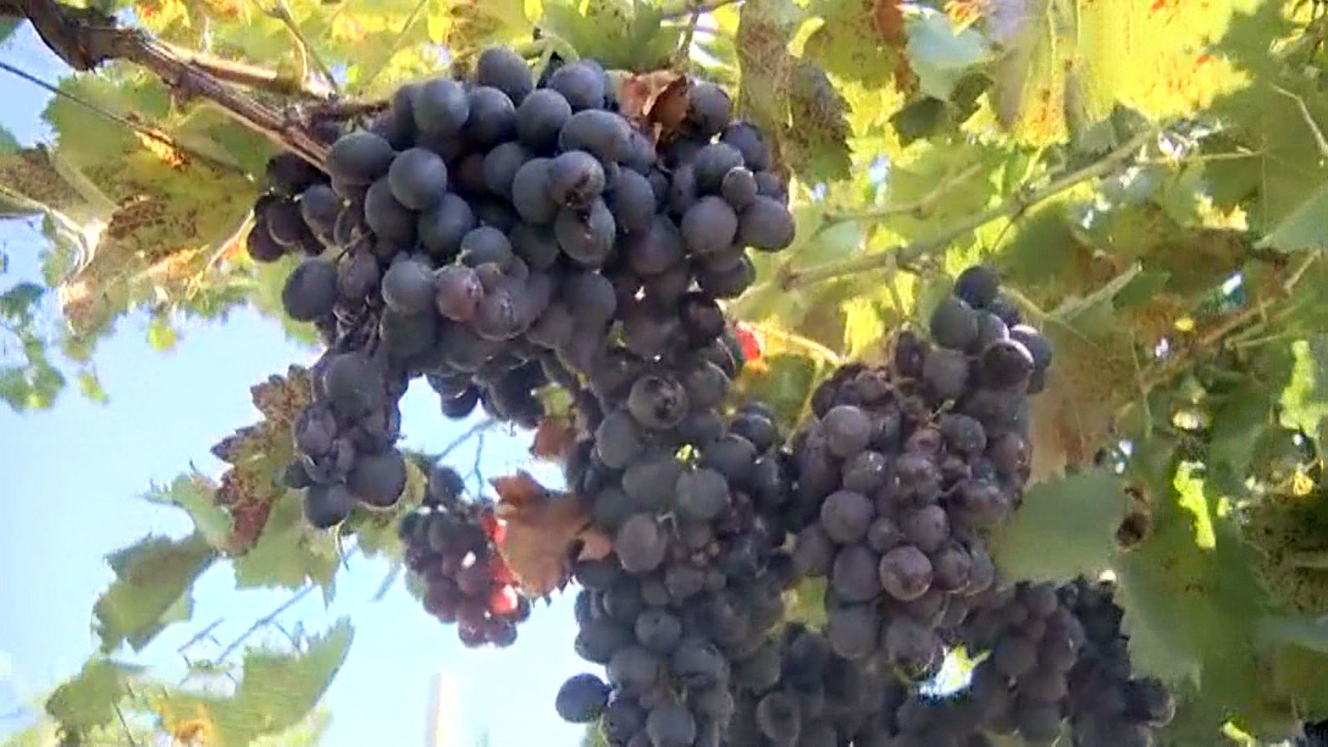 Виноградарство Кабардино Балкарии