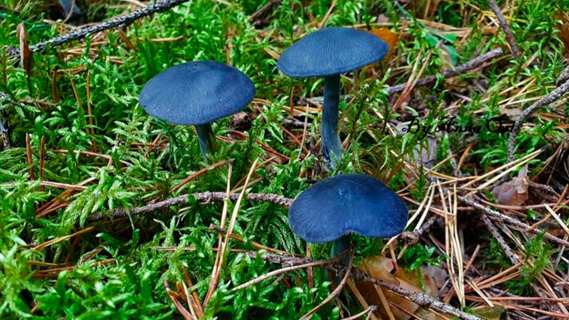 Голубые грибы в Подмосковье