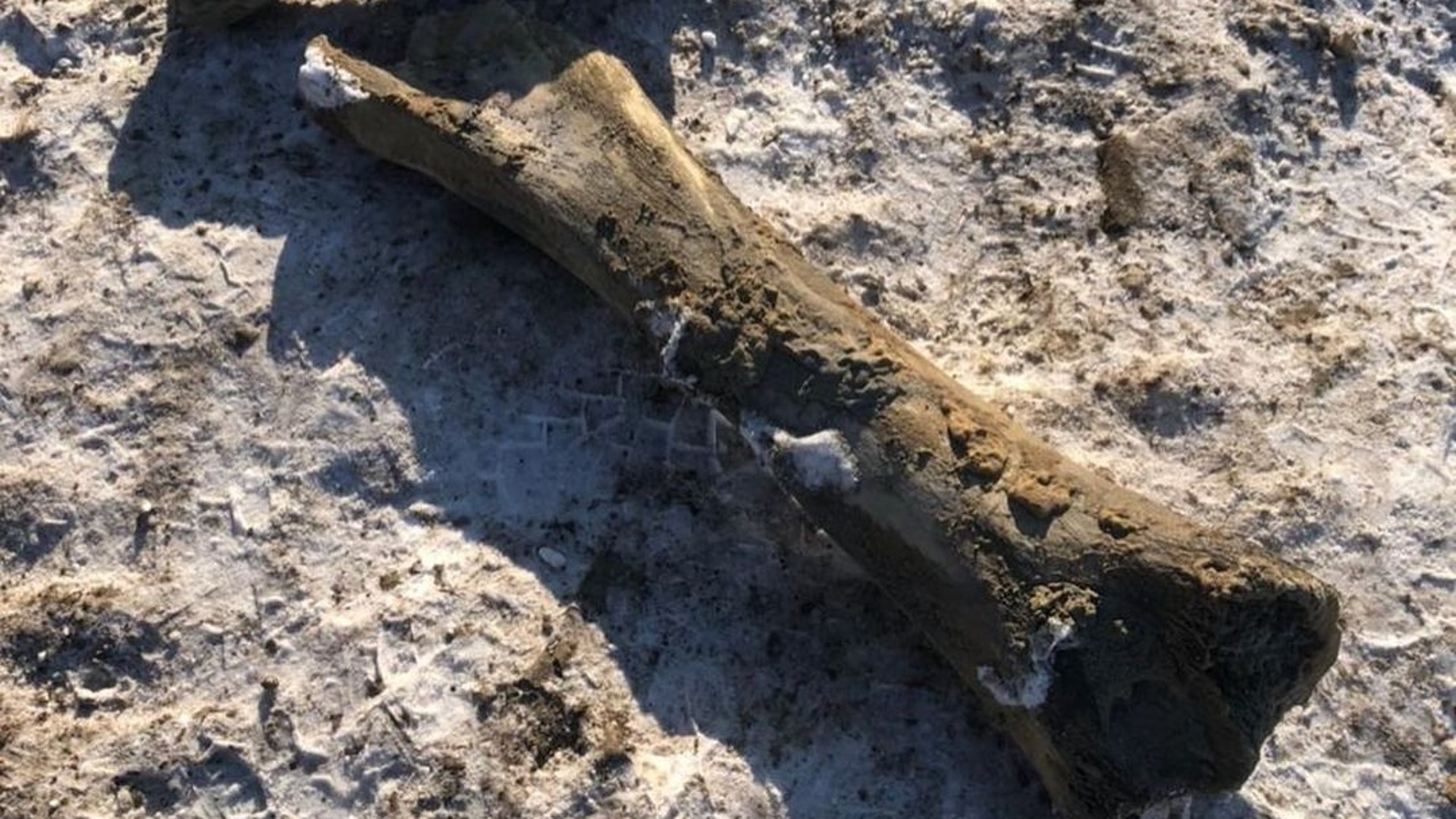 Березовский мамонт фото с места находки