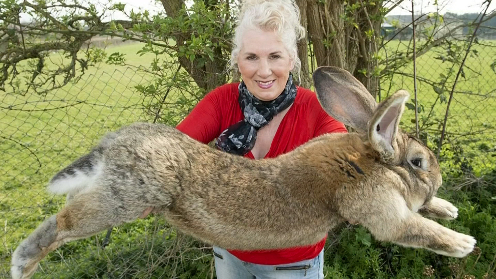 Фландр кролик самый большой в мире