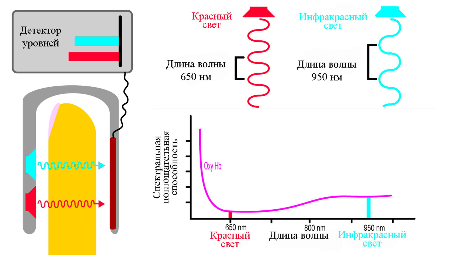 https://cdn-st3.rtr-vesti.ru/vh/pictures/hd/315/342/2.jpg