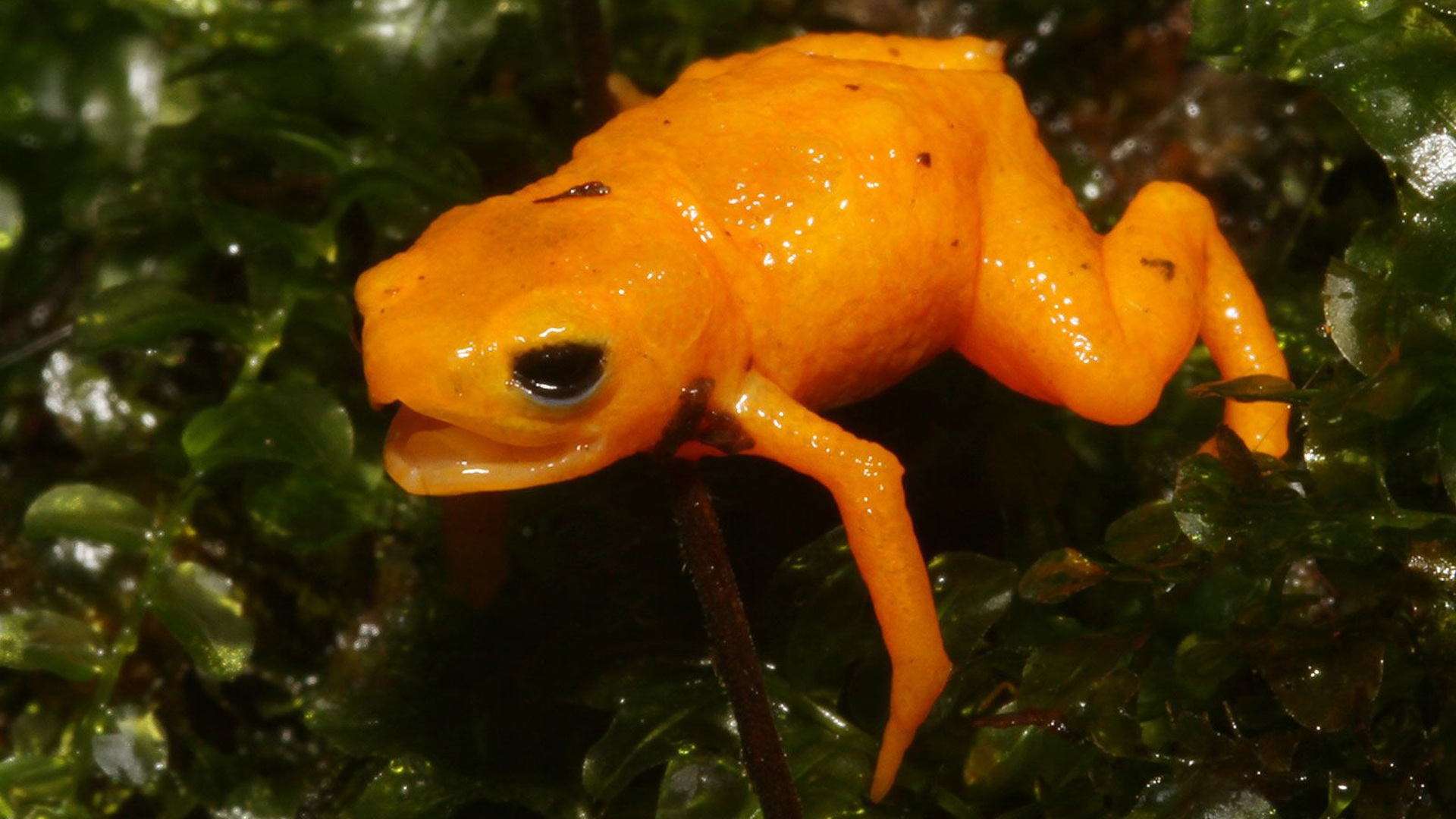 Суп из ядовитых жаб децл. Brachycephalus Жабы. Brachycephalus ephippium. Ядовитая лягушка Бразилии. Тыквенная жаба Бразилия.