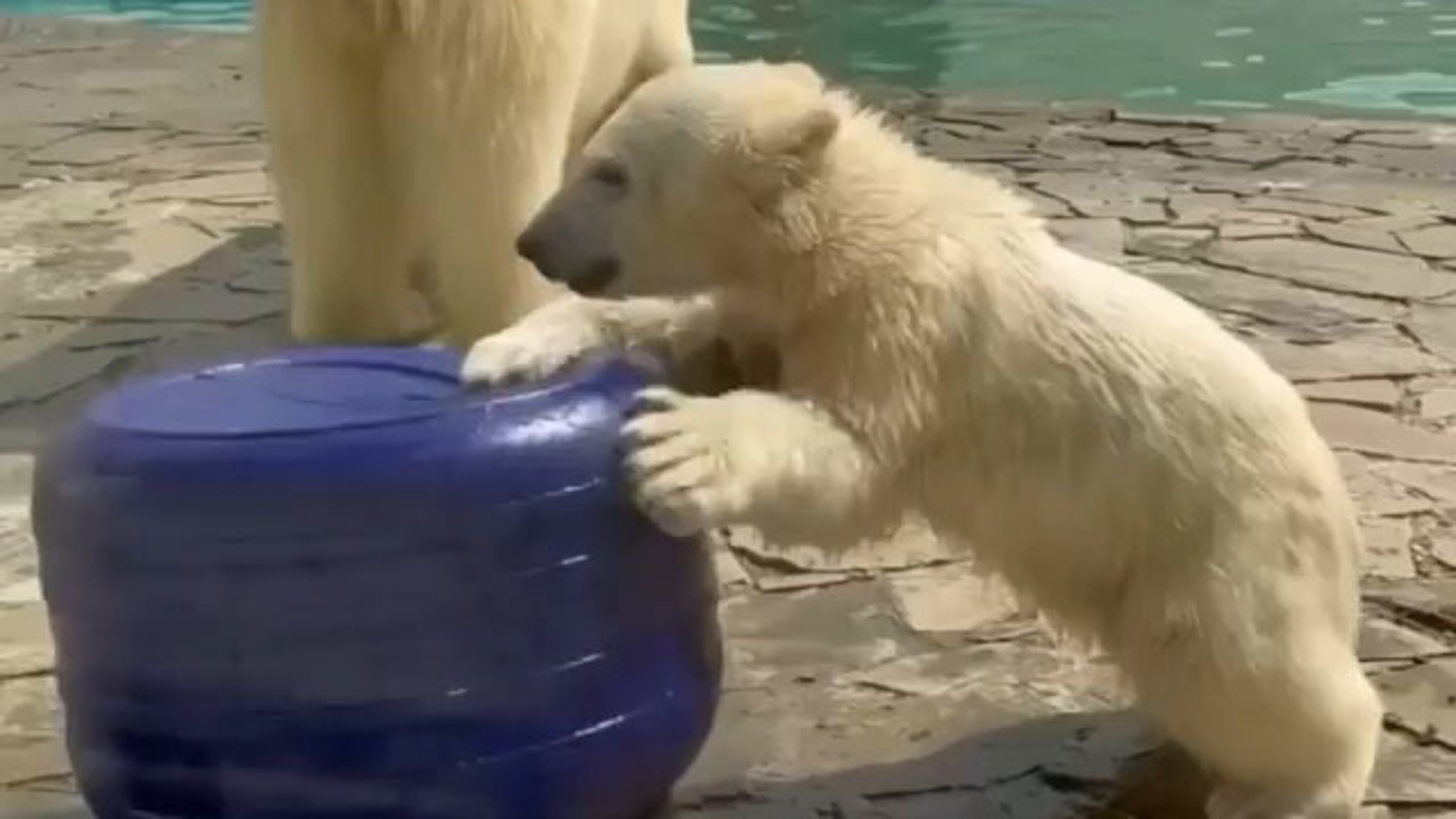 Медведь айка