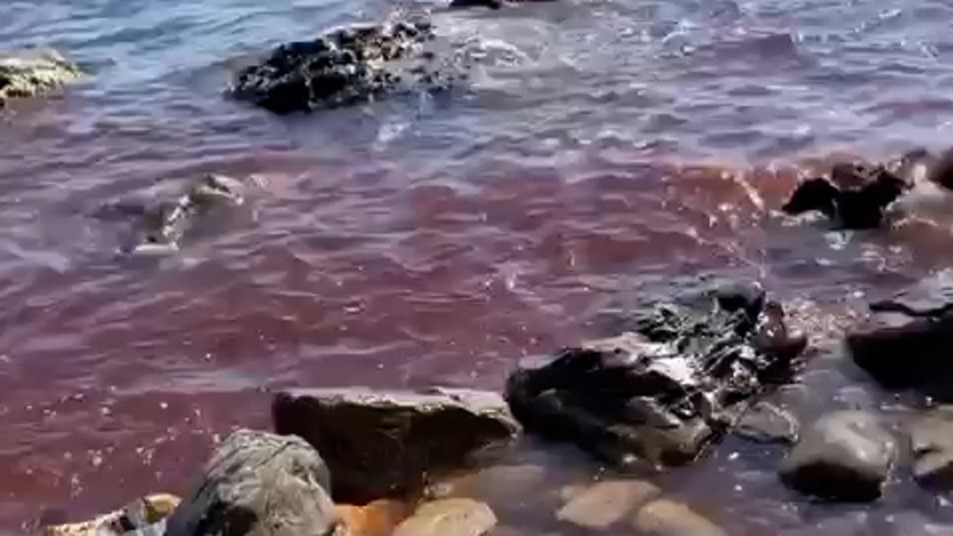 В воду красный из воды черный. Красная вода в море в Анапе. Черное море в Анапе покраснело. Море окрасилось в красный.