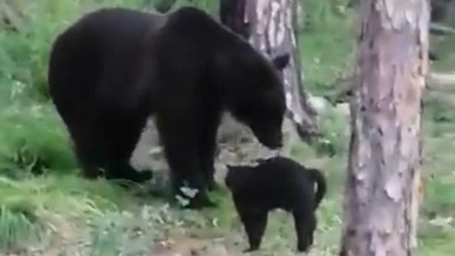 Видео медведи против. Испугал медведя. Кот напугал медведя видео.