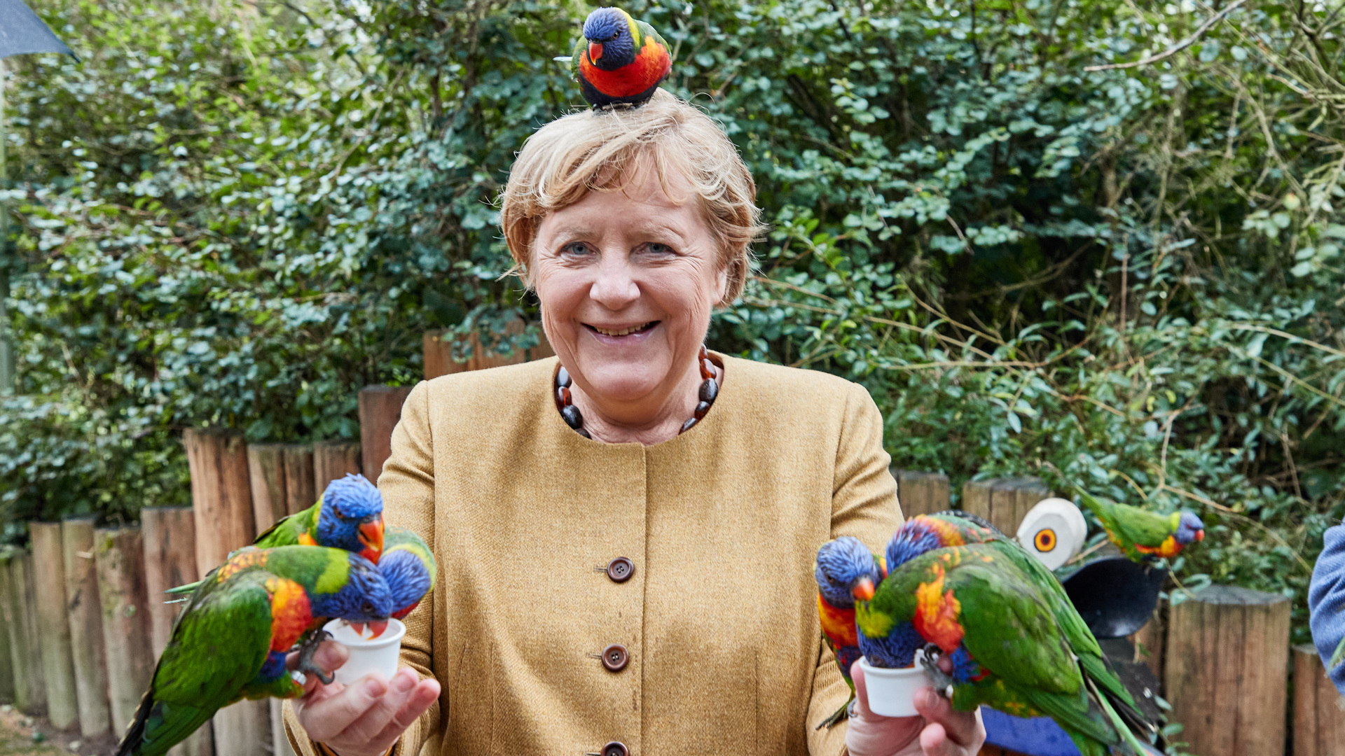 Merkel Parrot