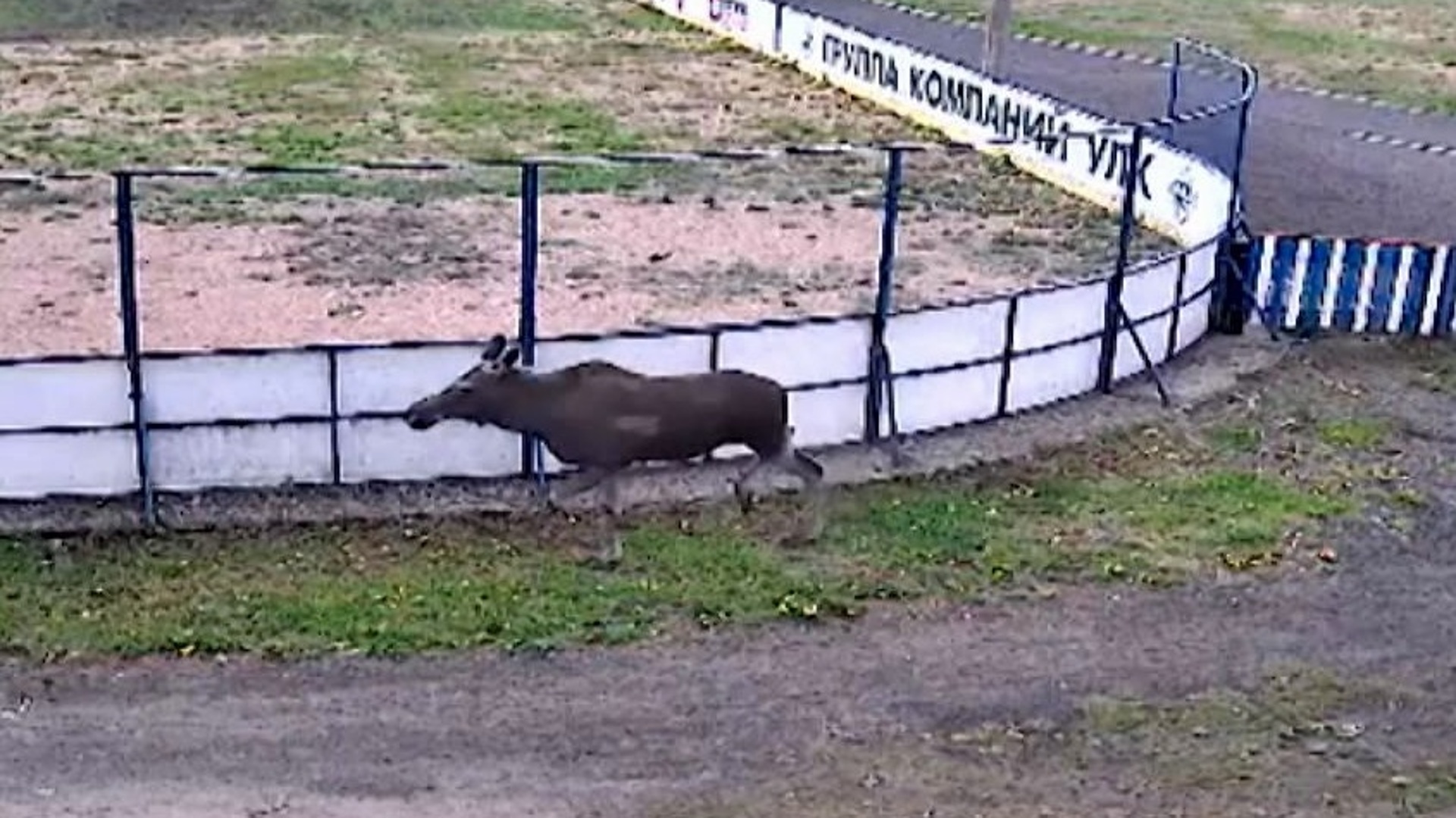 Камера вельска в реальном. Парк Лось. Три лося. Камеры Вельск. Лоси в Москве.