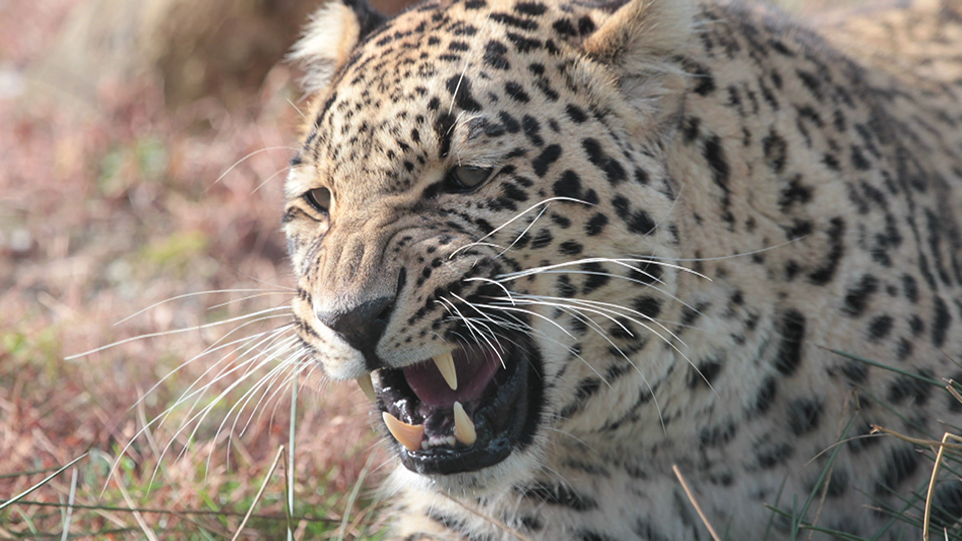 Восстановление популяции леопардов
