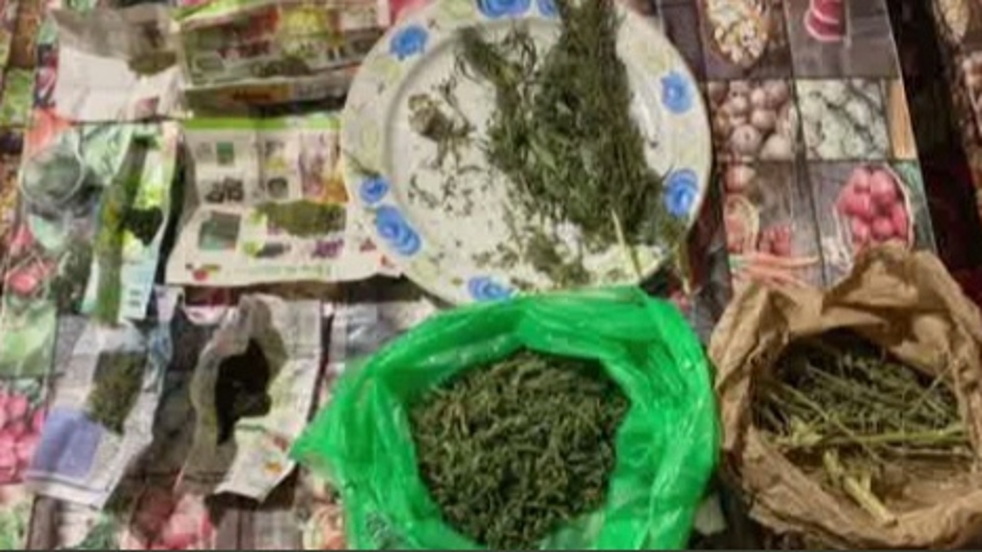 Ведущая ржет конопля марихуана по рецепту врача в россии в