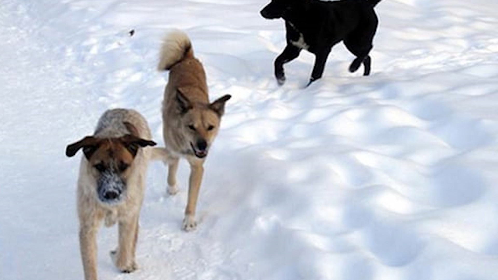 Бродячие собаки зима