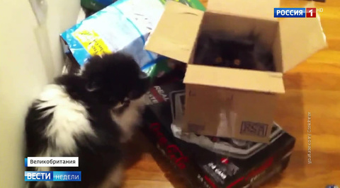 Ветеринара, наблюдавшего за животными Скрипалей, запугали