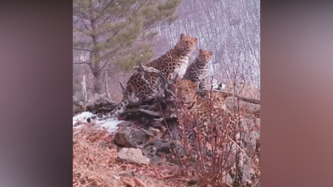 ЧП. Редкие кадры: в Приморье самка леопарда с котятами попала на видео