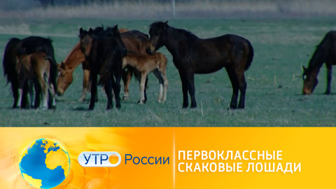 Утро России. Коня на скаку: в Астраханской области рассказали о воспитании жеребят