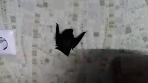 В дома омичей все чаще проникают летучие мыши