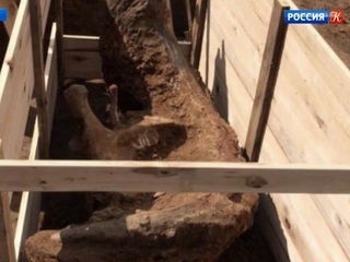 В Пермском крае обнаружены останки самого крупного мамонта в России