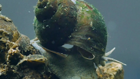 Пресноводные моллюски
