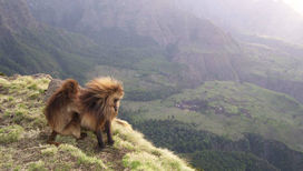 Гелады √ редкий вид приматов из семейства мартышковых, который населяет высокогорные плато Эфиопии 
