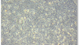 Микрофотография стволовых клеток почек.