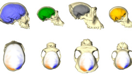 Слева направо эндокраны человека, шимпанзе, гориллы и орангутана. Более выступающие по сравнению со своими аналогами участки показаны оранжевым, менее выступающие - синим.