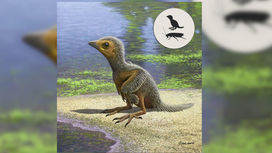 Скелет мезозойского птенца рассказал, как развивались птицы в эпоху динозавров