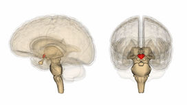 Гипоталамус ≈ небольшая зона головного мозга, отвечающая за производство половых гормонов и регуляцию репродуктивной функции 