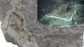 Составлена уникальная коллекция окаменелостей юрского периода