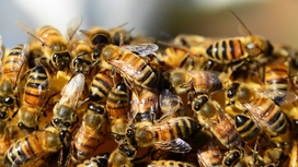 Пчёлы раскрывают учёным секреты работы человеческого мозга