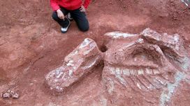 "Первый огромный": в Аргентине найдены останки древнего предка гигантских ящеров