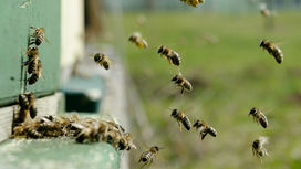 Пчёлы не впервые удивляют биологов. 