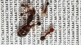 У муравьёв обнаружена первая в своём роде "социальная хромосома"