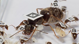 Инфицированные муравьи "берут больничный", чтобы не заражать других членов колонии