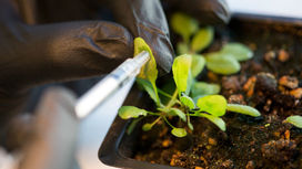 Нанотехнологии улучшили способность растений к фотосинтезу