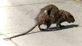 Крысы являются одними из главных переносчиков заболеваний, но и другие грызуны могут оказаться опасны 