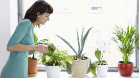 Комнатные растения научат обнаруживать в домах опасные газы и плесень