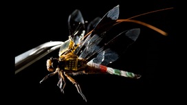 Стрекоза-киборг расправила крылья: инженеры показали первый полёт шпионского мини-дрона