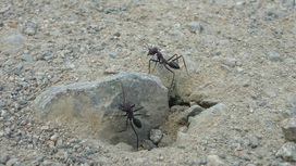 Пустынные муравьи калибруют навигационную систему по геомагнитному полю Земли